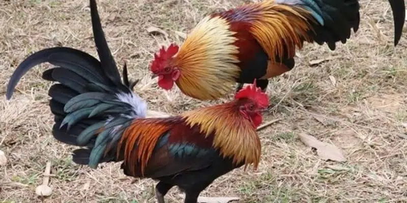 Khám phá sức hút của đấu trường đá gà C1