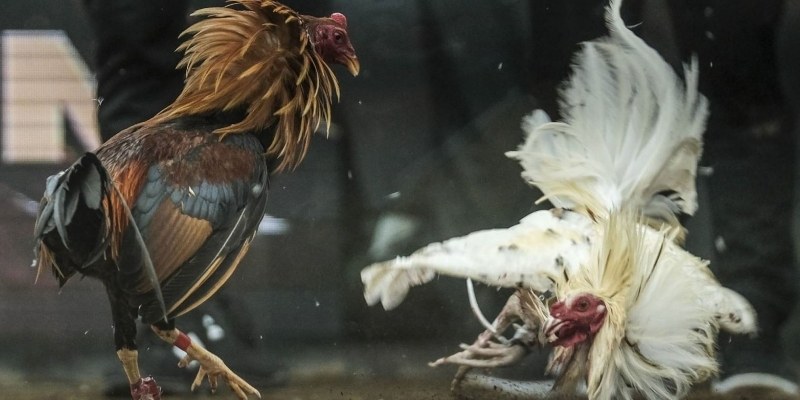 Các quy tắc tham gia đá gà C1 an toàn